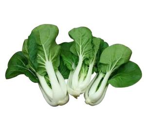 Pak Choi Inglés 英国小白菜